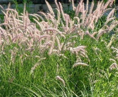 Pennisetum orientale Flamingo