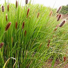 Pennisetum Red Bunny Tails