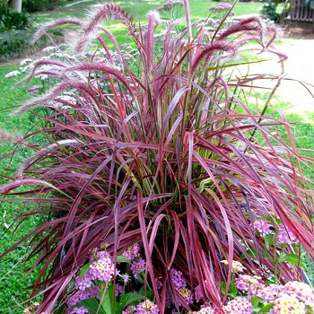 Pennisetum setacum Fireworks