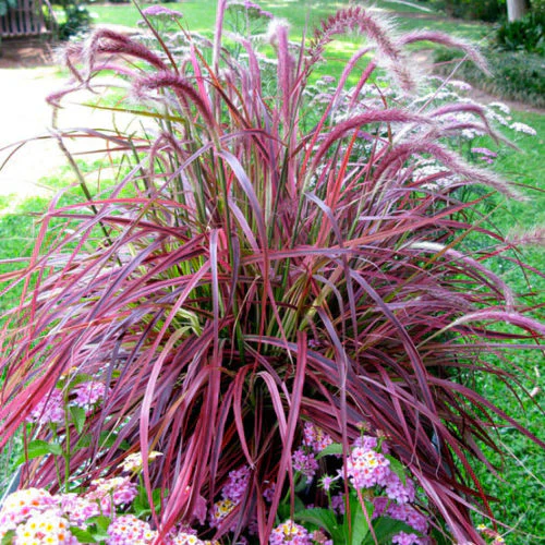 Pennisetum setacum Fireworks - Image 2