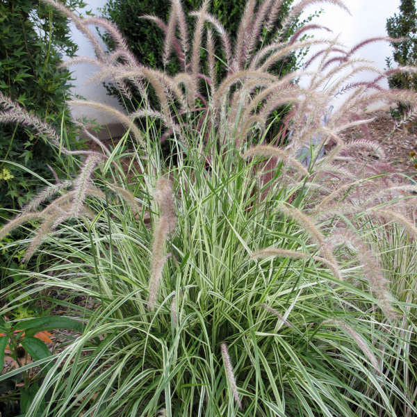 Pennisetum Sky Rocket