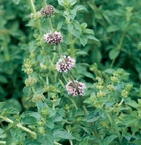 Pennyroyal