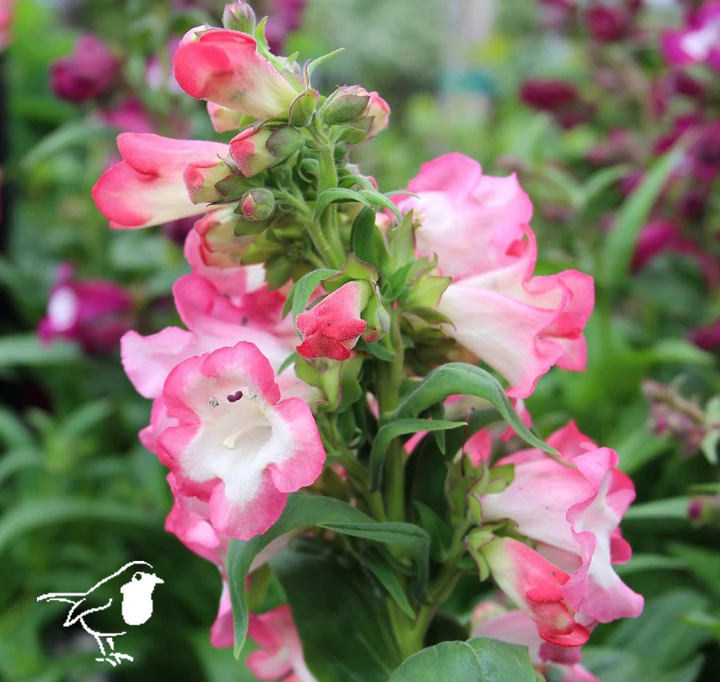 Penstemon 3 Ltr