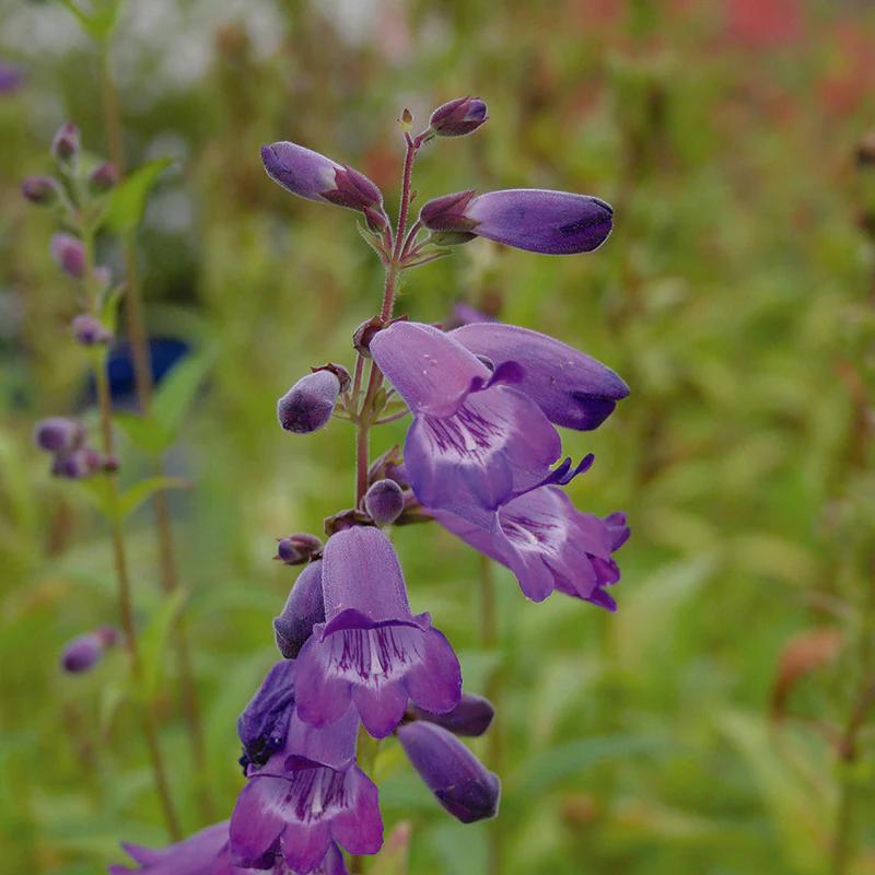 Penstemon Bodnant