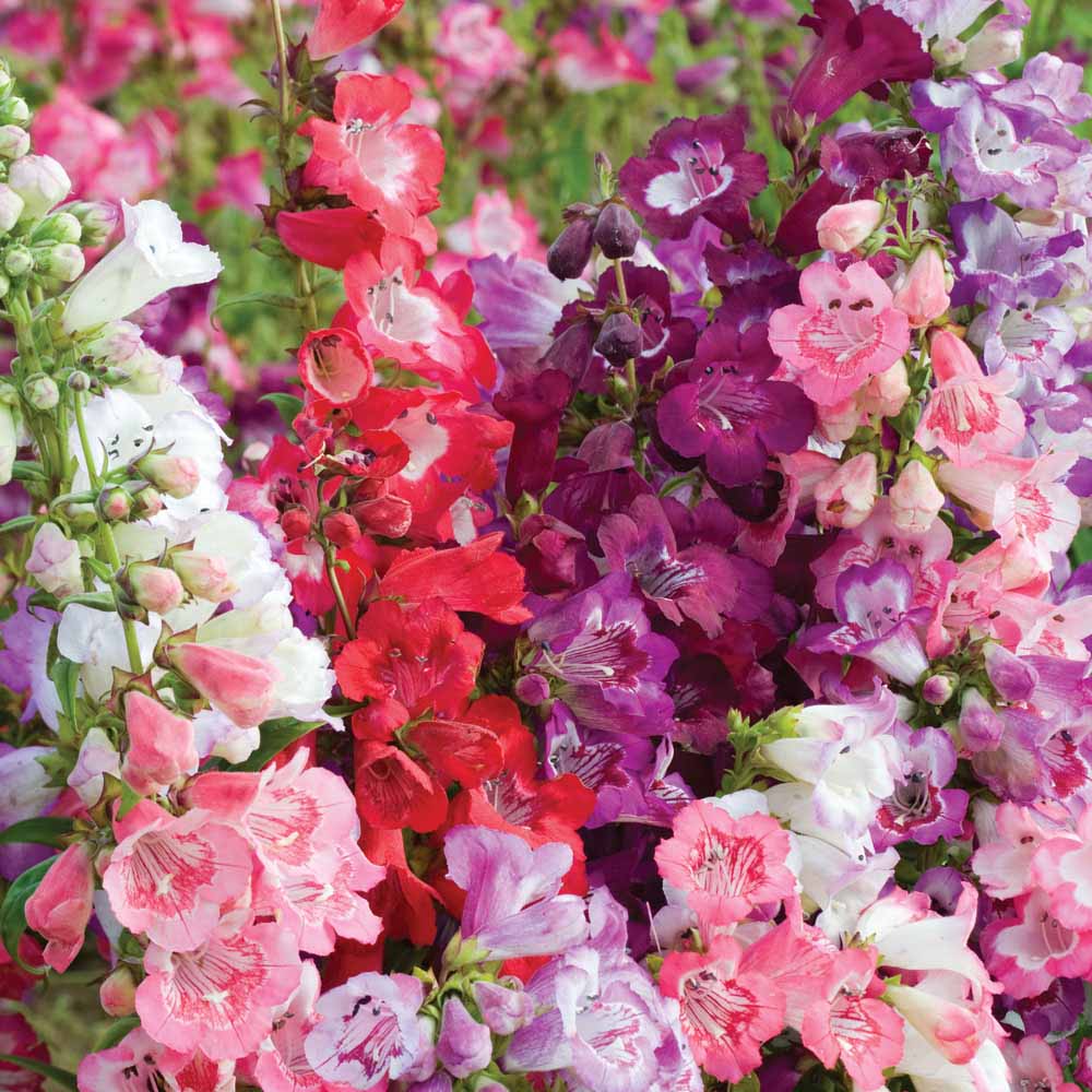 Penstemon in cultivars