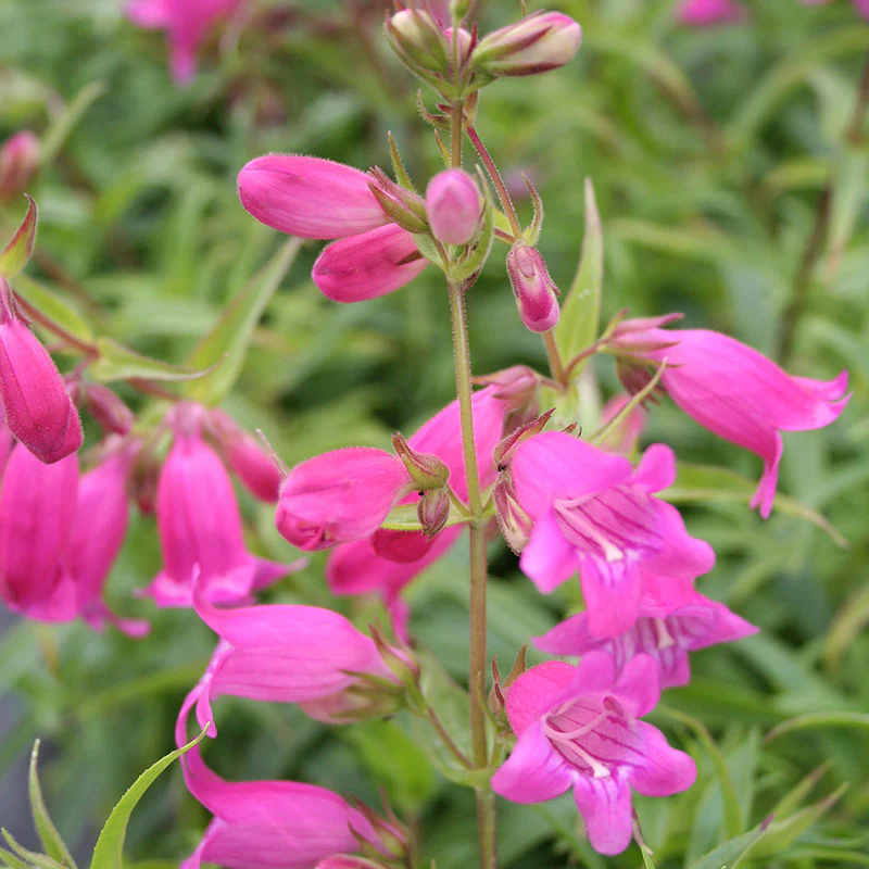 Penstemon Minibird Pink