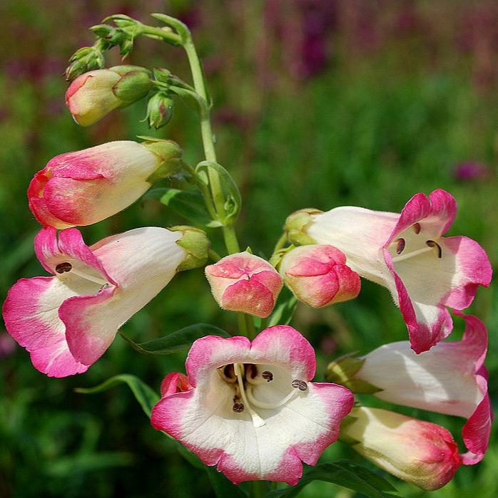 Penstemon Osprey