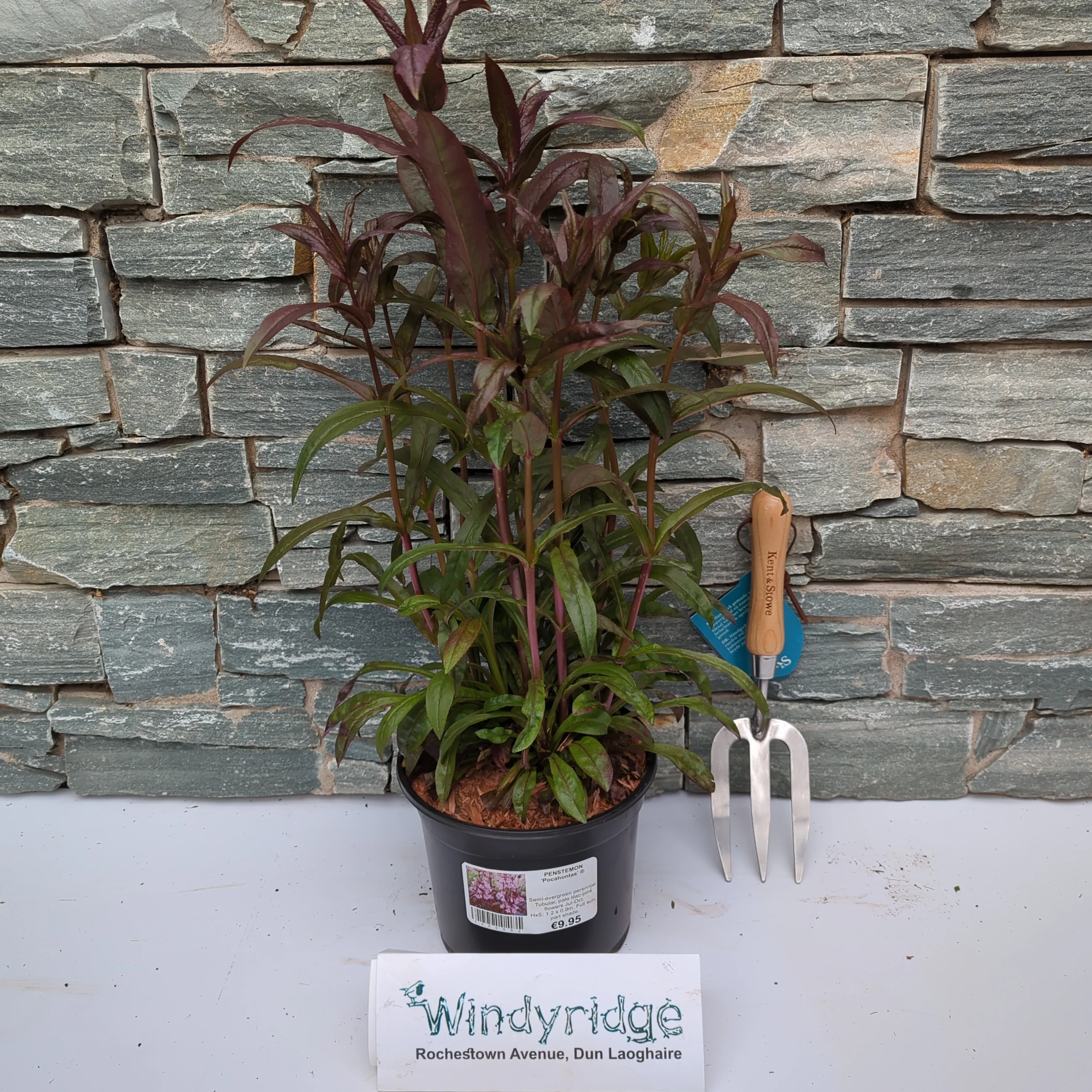 PENSTEMON Pocahontas - Image 2