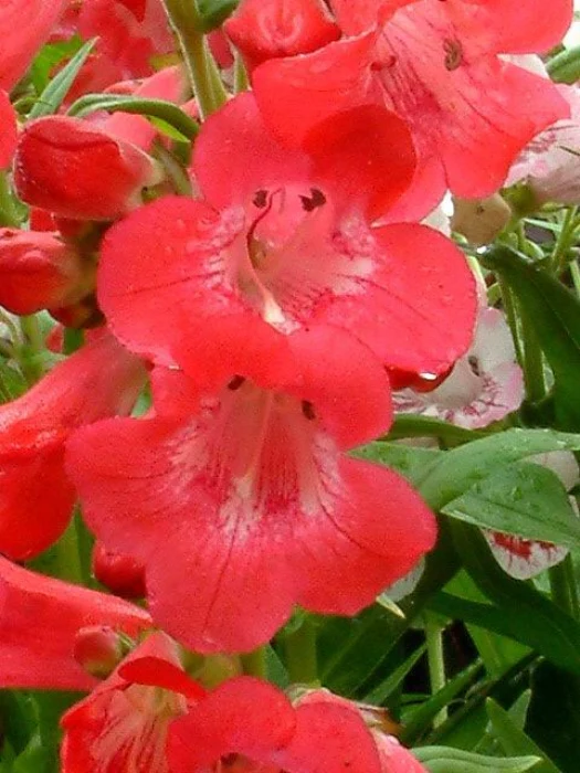Penstemon Raspberry Ripple
