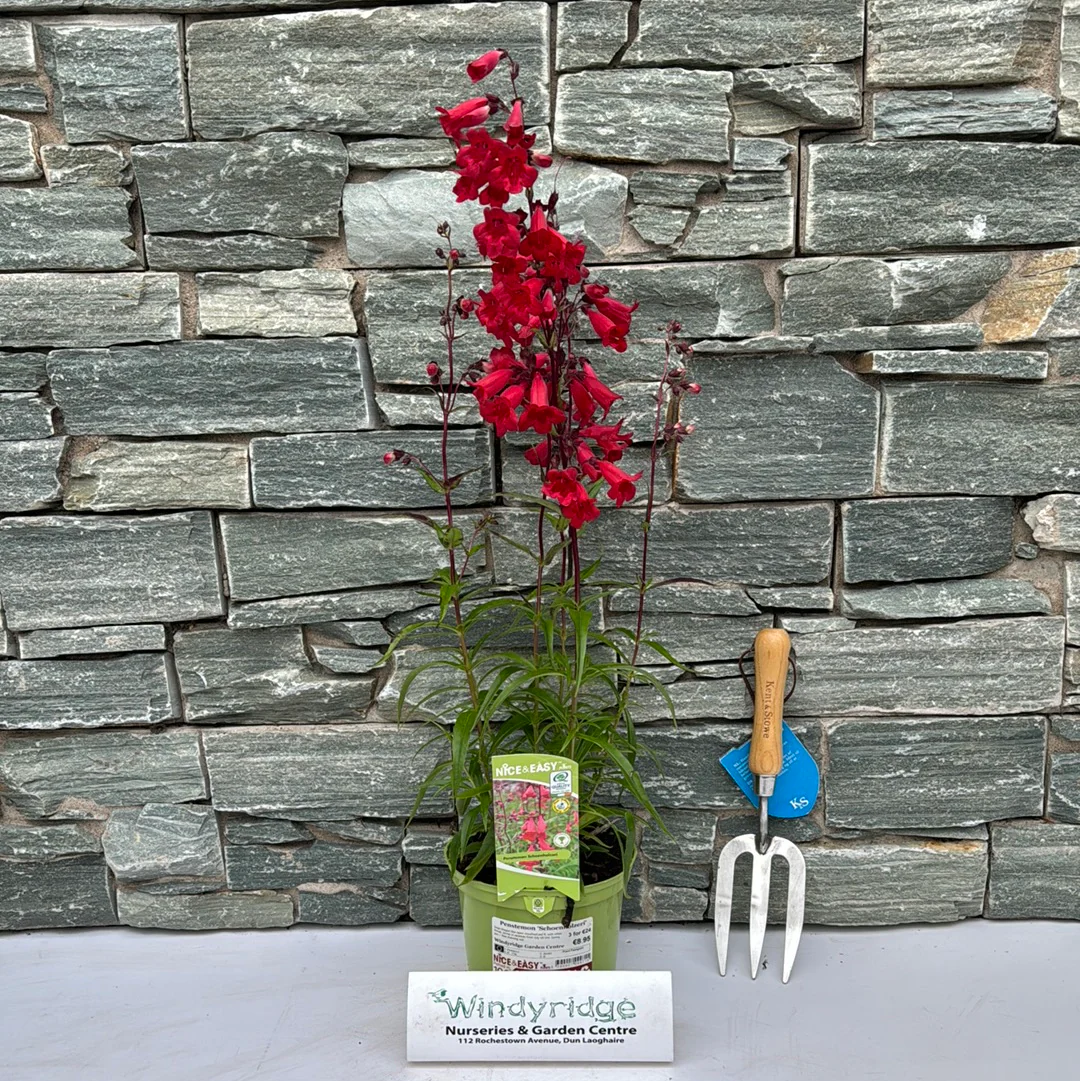 Penstemon Schoenholzeri - Image 2