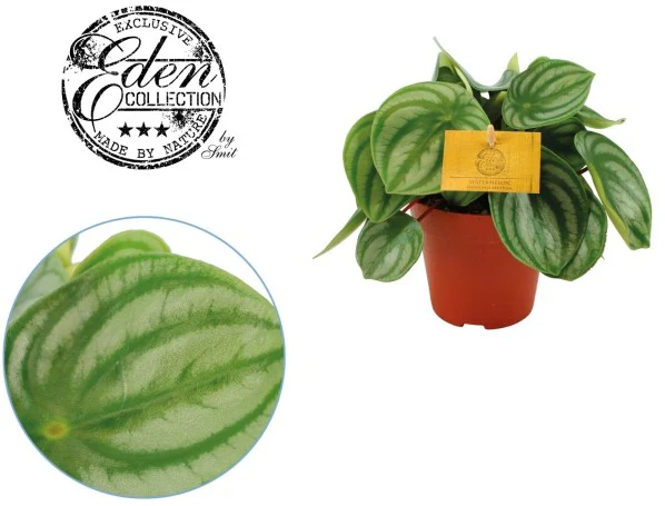 Peperomia argyreia 12cm Pot (Watermelon Begonia )