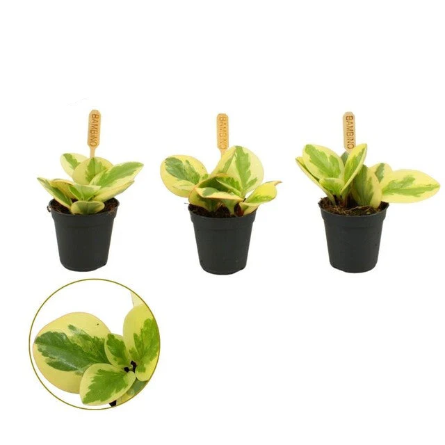 Peperomia obt. 'Obtipan Bicolor' .