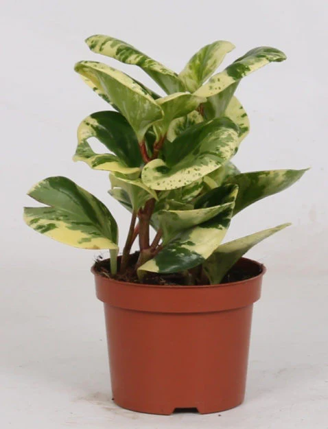 Peperomia obt. Variegata