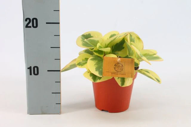 Peperomia Obtipan Bicolor   P12