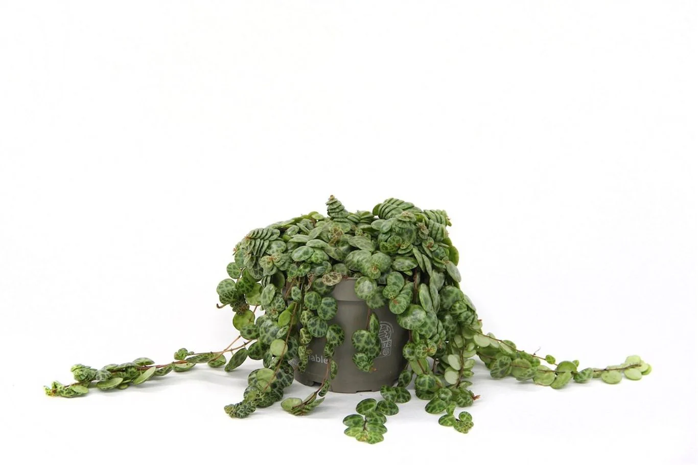 Peperomia prostata P12 - Image 2