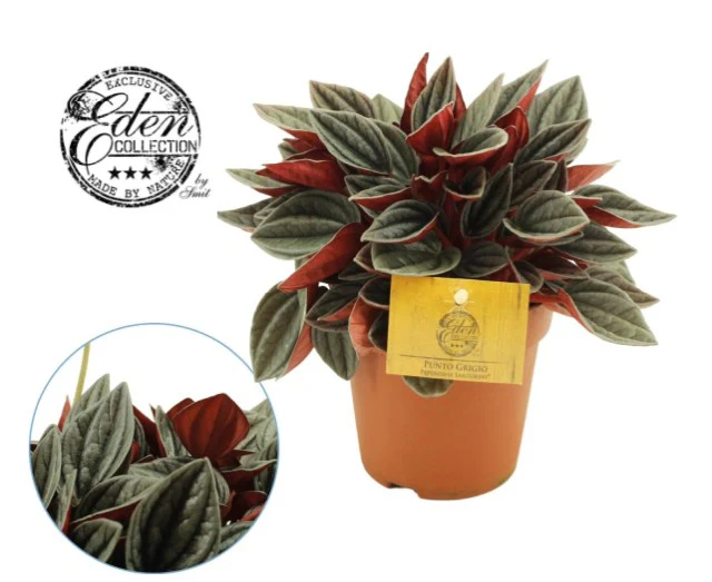 Peperomia Santorini   P12 - Image 2