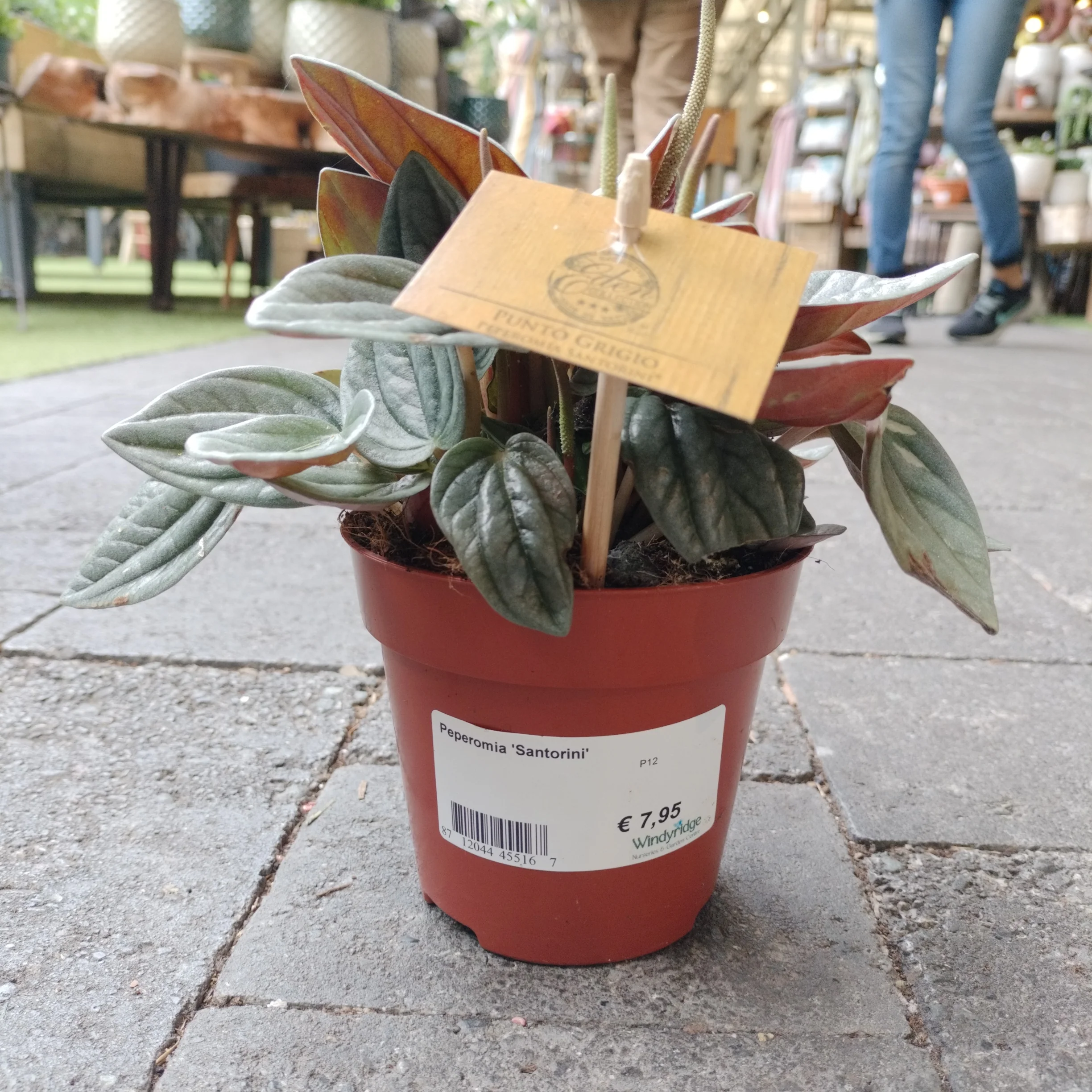 Peperomia Santorini   P12 - Image 3