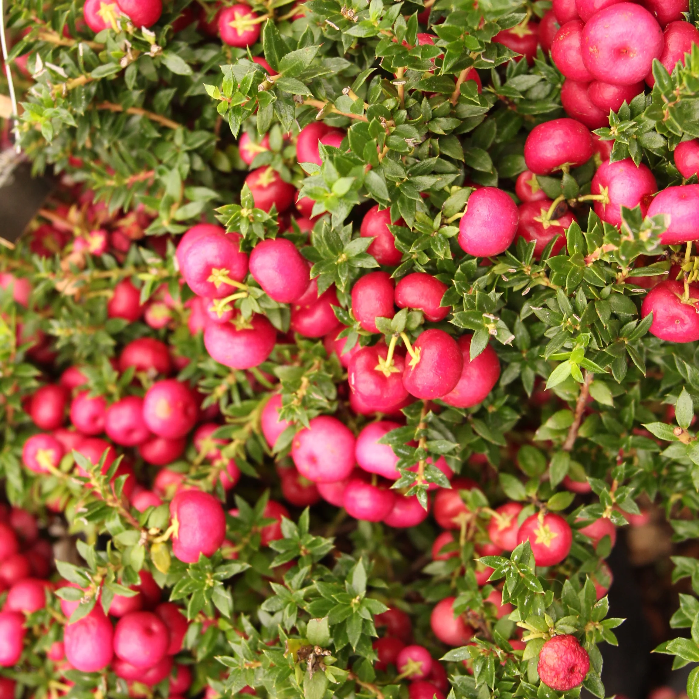Pernettya Red