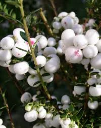 Pernettya White - Image 2