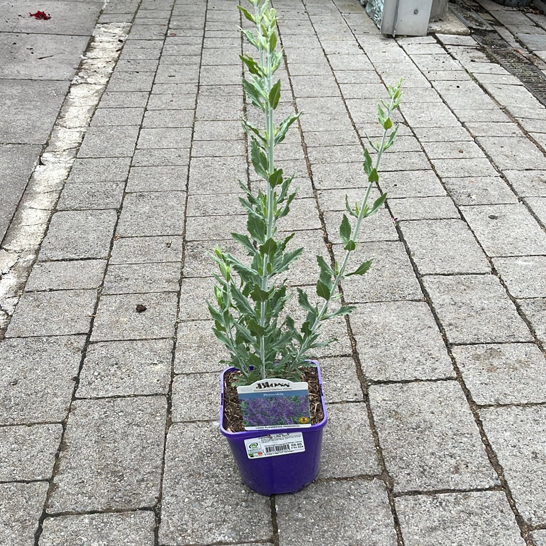 Perovskia Little Spire - Image 3