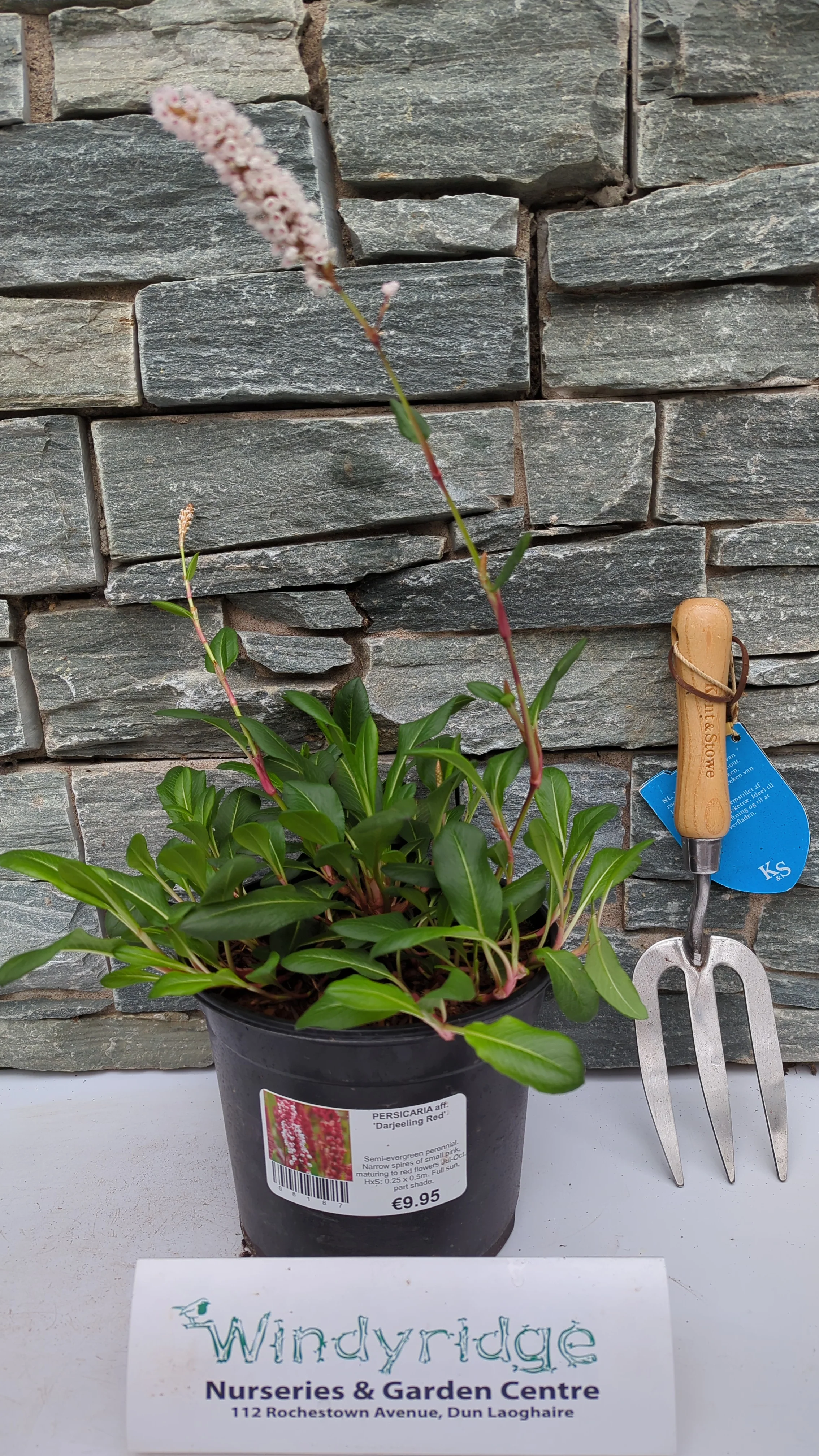PERSICARIA aff. Darjeeling Red - Image 3