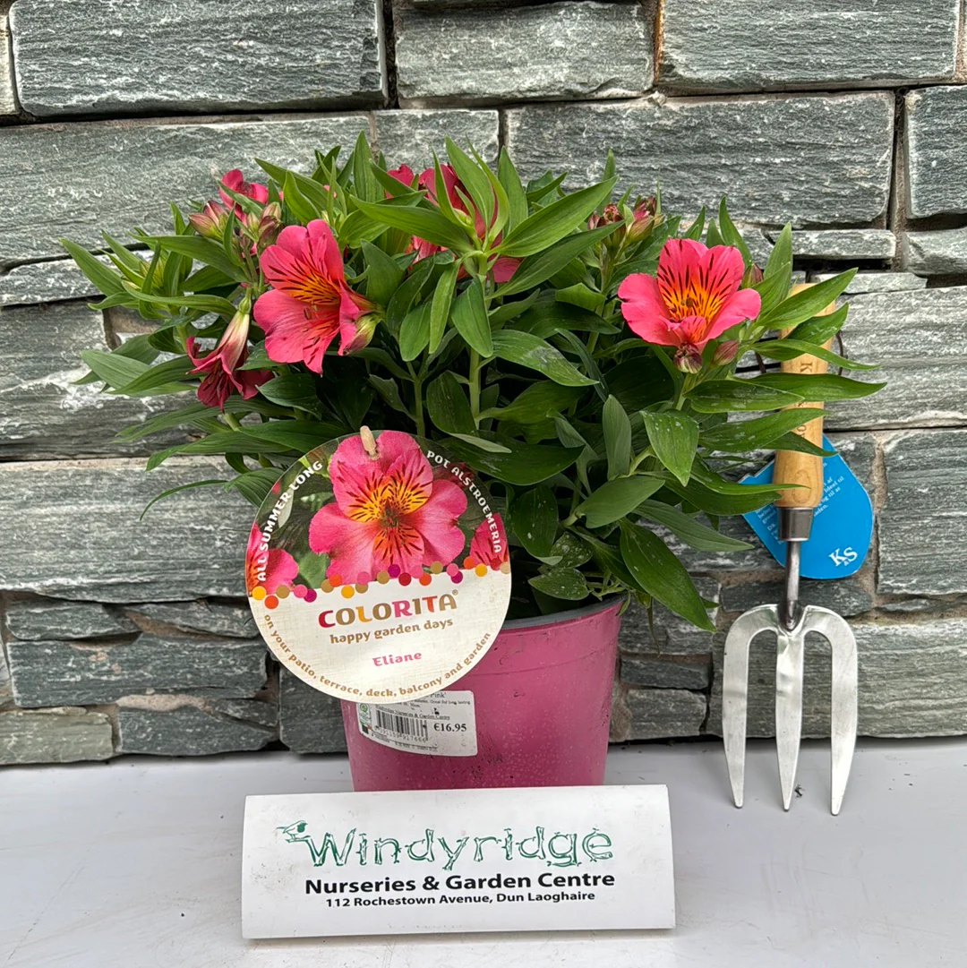 Peruvian Lily (Alstroemeria Colorita Eliane) - Image 2