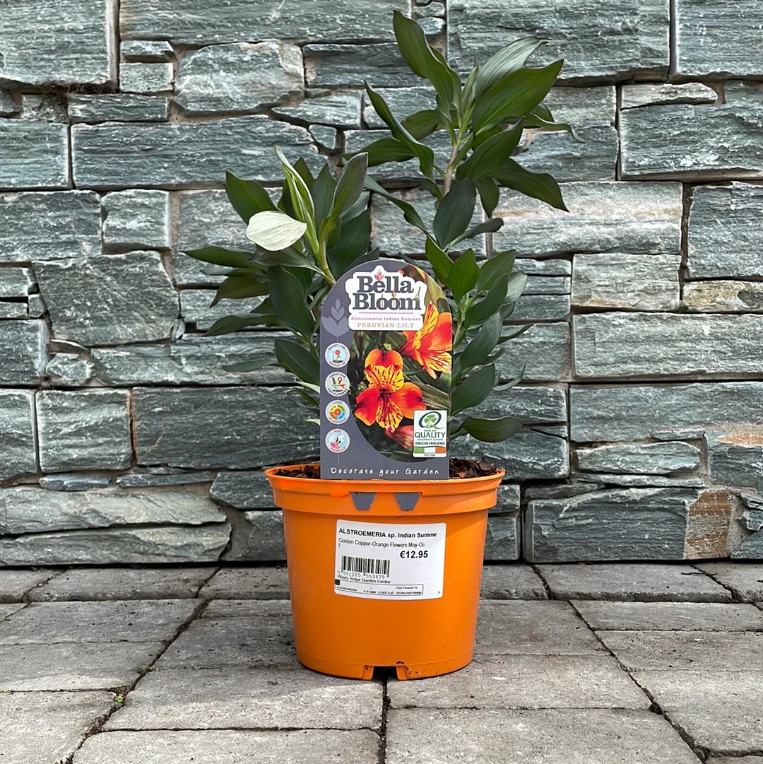 Peruvian Lily Alstromeria Indian Summer (2Ltr Pot) - Image 4
