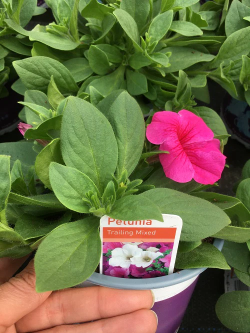 Petunia 13cm