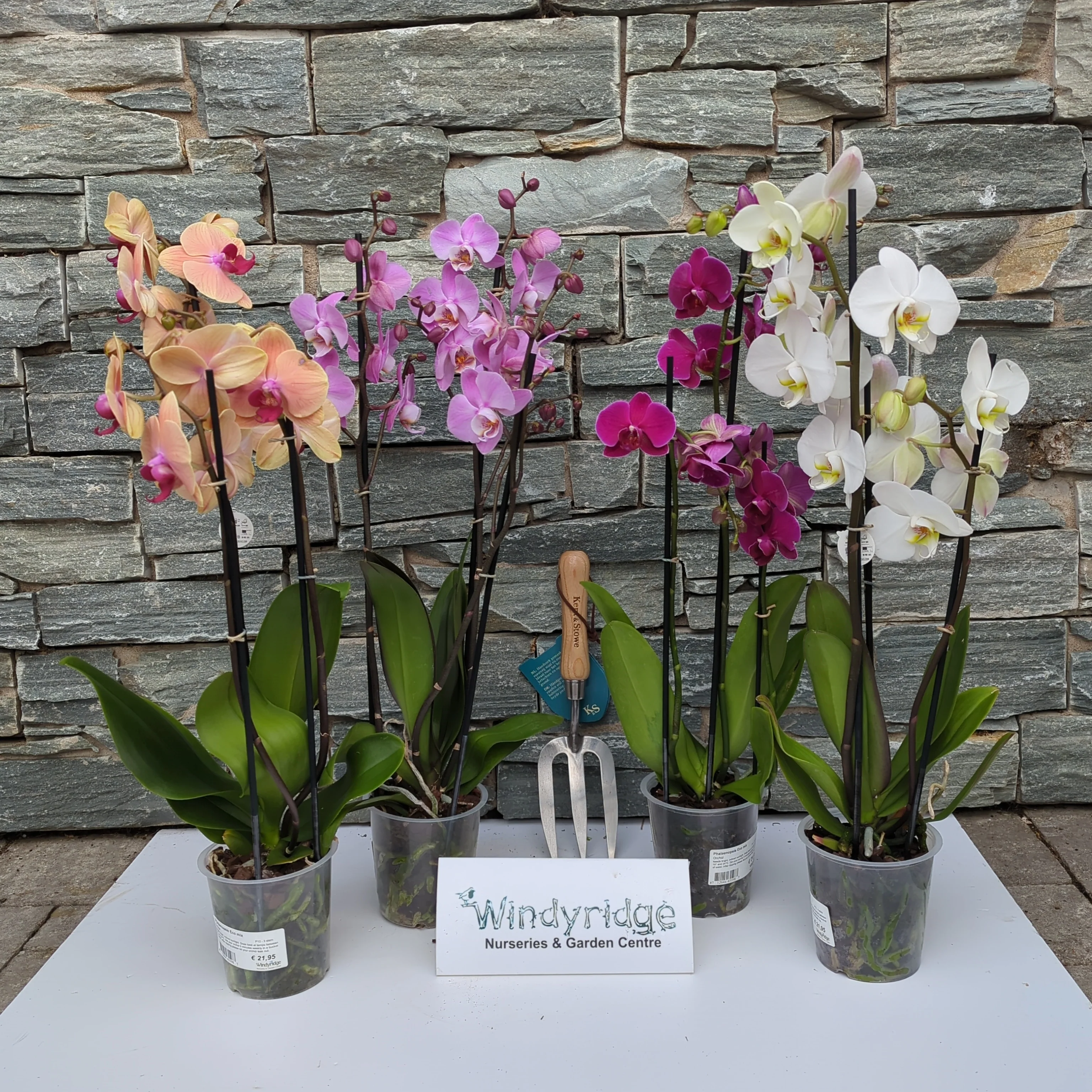 Phalaenopsis Eco mix 3 stem - Image 2