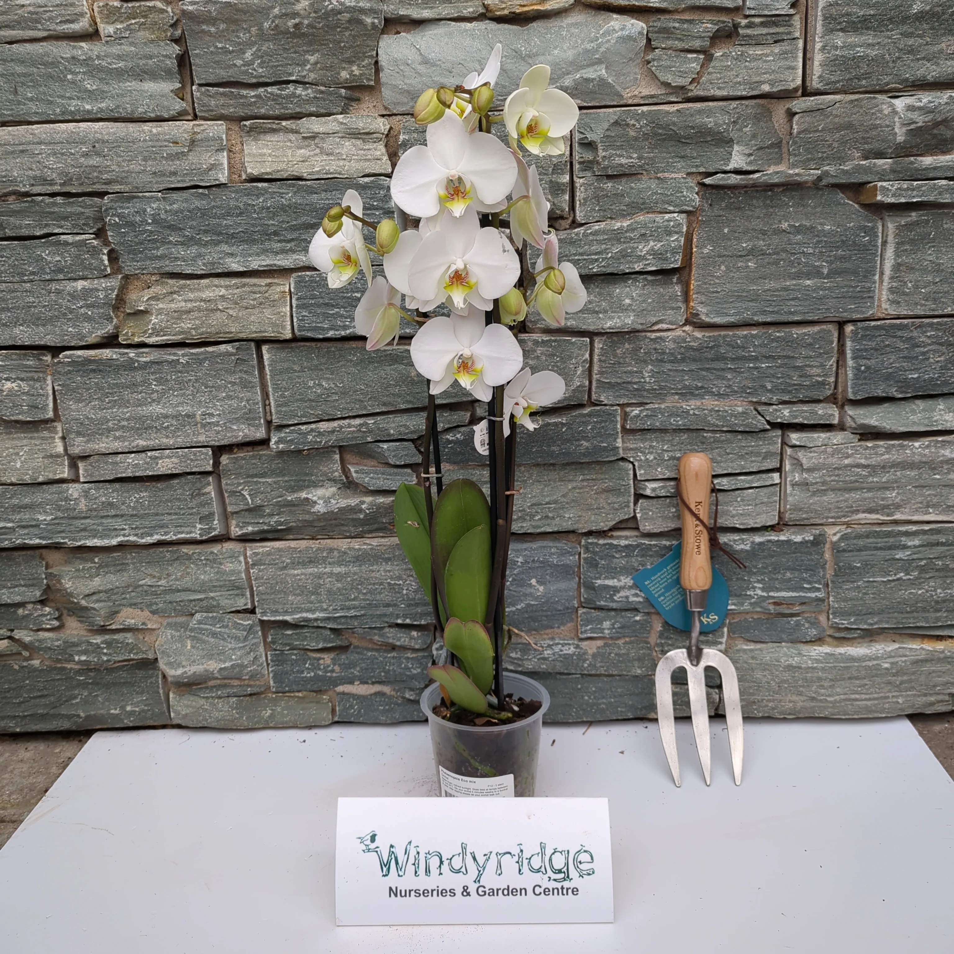 Phalaenopsis Eco mix 3 stem - Image 6