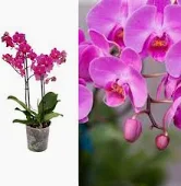 Phalaenopsis Elegant Cascade pink  P9 - 2 stem