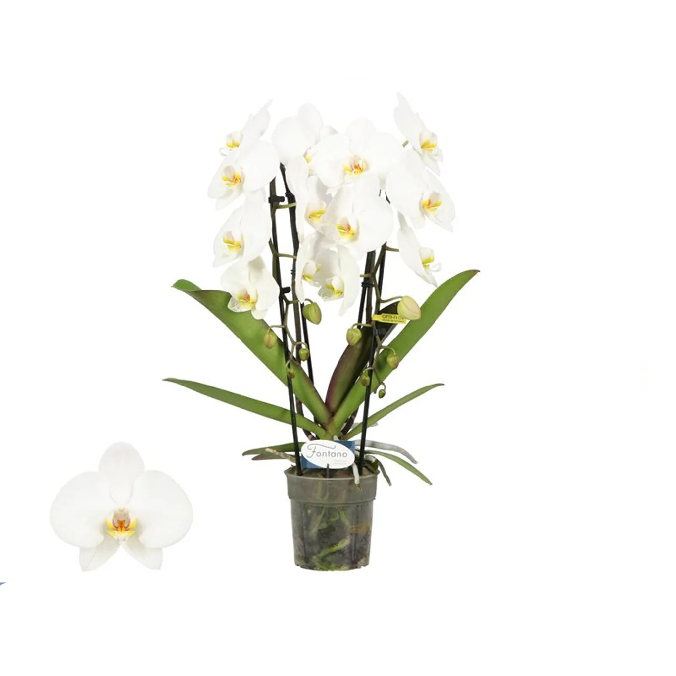 Phalaenopsis 'Fontano' P12, 2 stem cascade