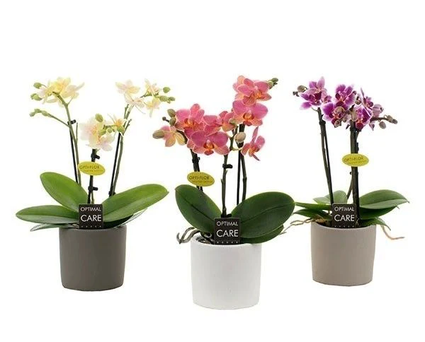 Phalaenopsis miniflora mix, 3 stem, ceramic pot
