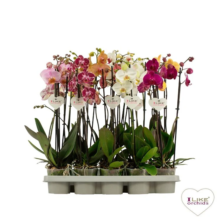 Phalaenopsis mix P12 - 3 stem60 cm - Image 2