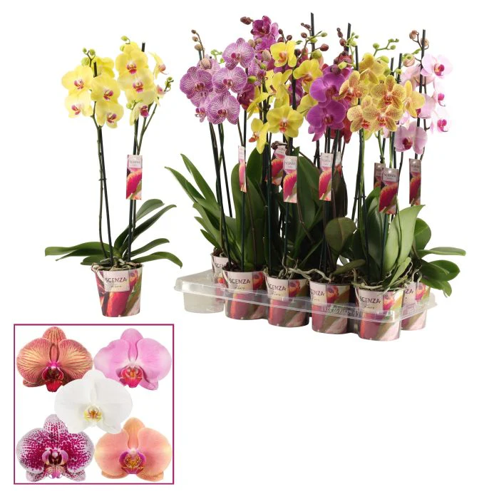 Phalaenopsis Scenza mix P12, 2 stem cascade