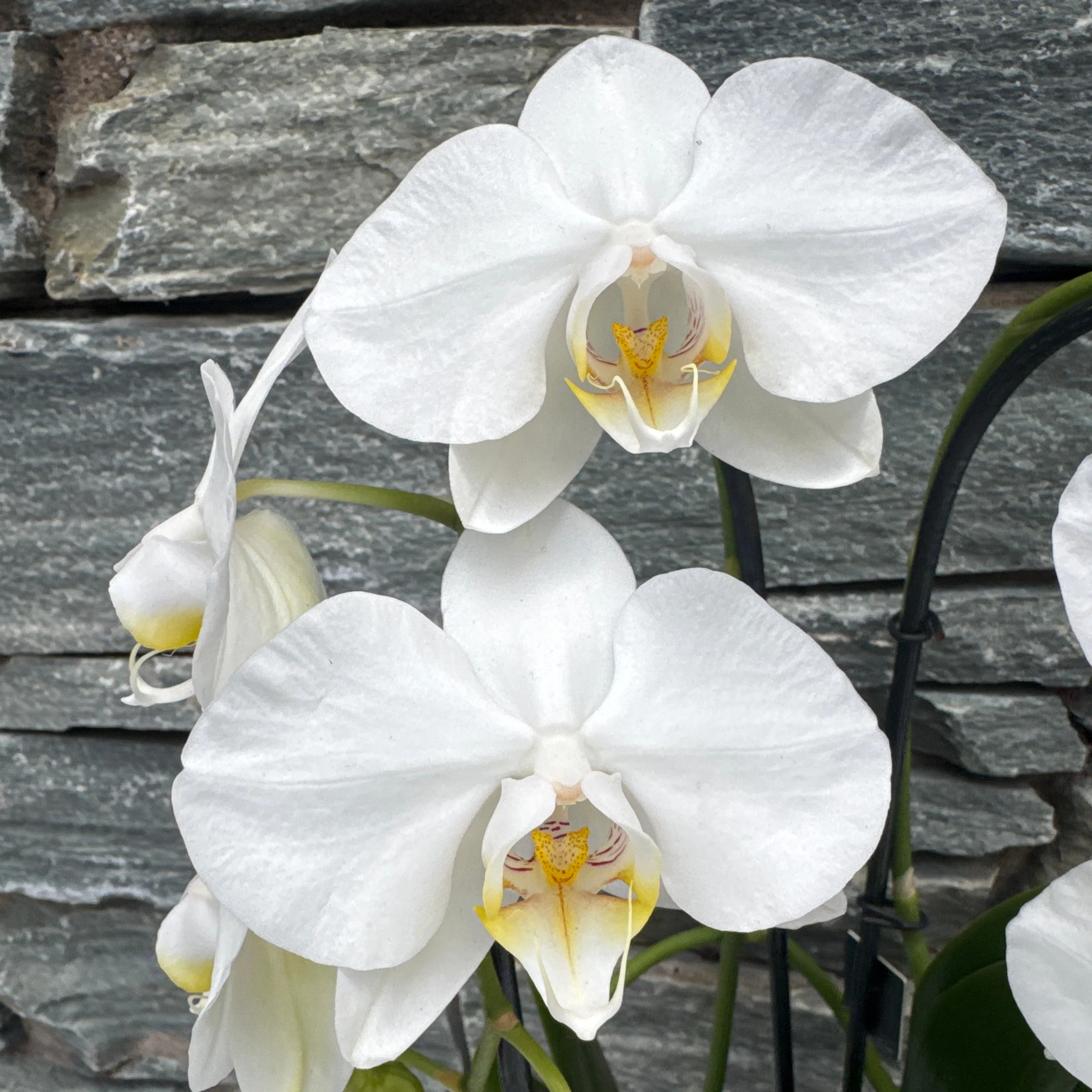 Phalaenopsis white Twirl - Image 2