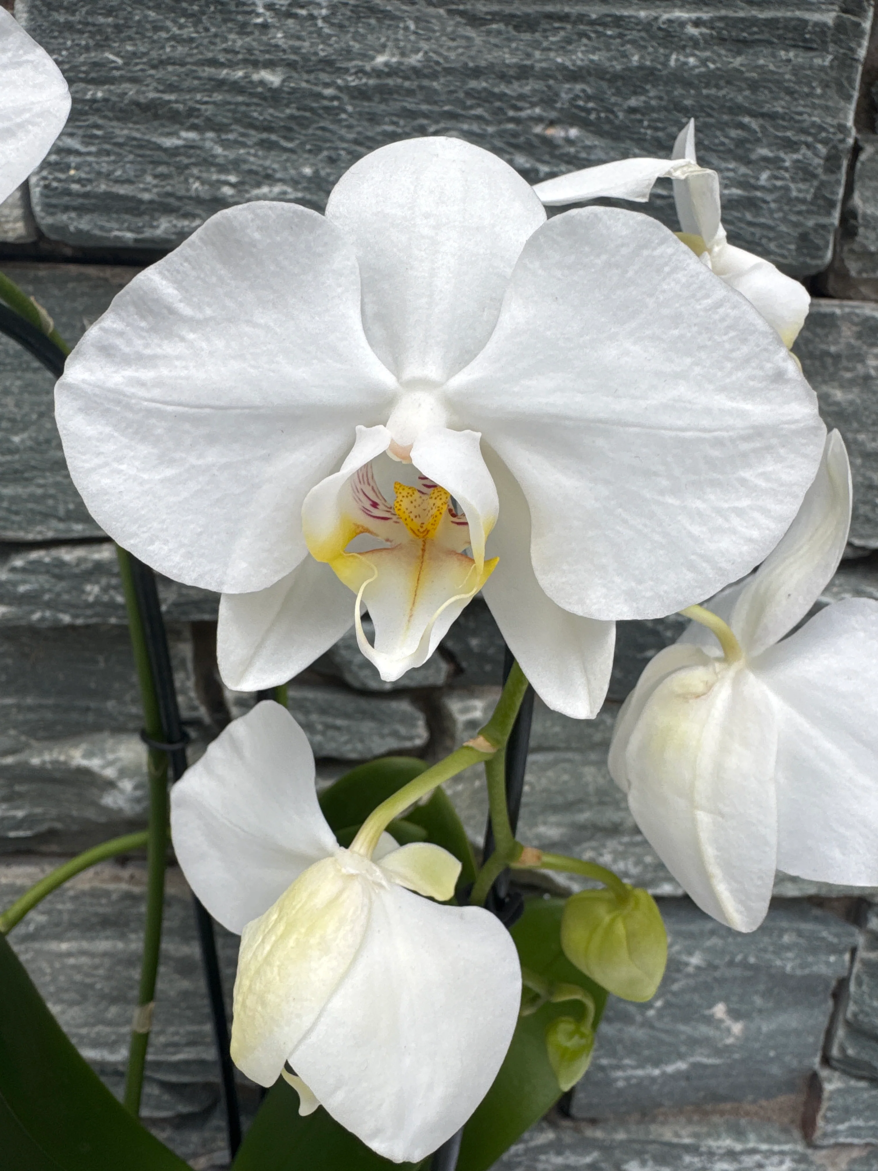 Phalaenopsis white Twirl - Image 4