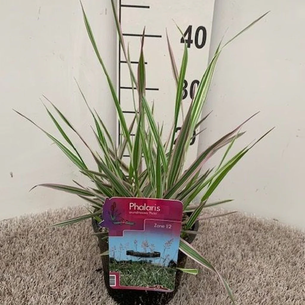 Phalaris arund. Picta  18 cm aquatic basket - Image 2