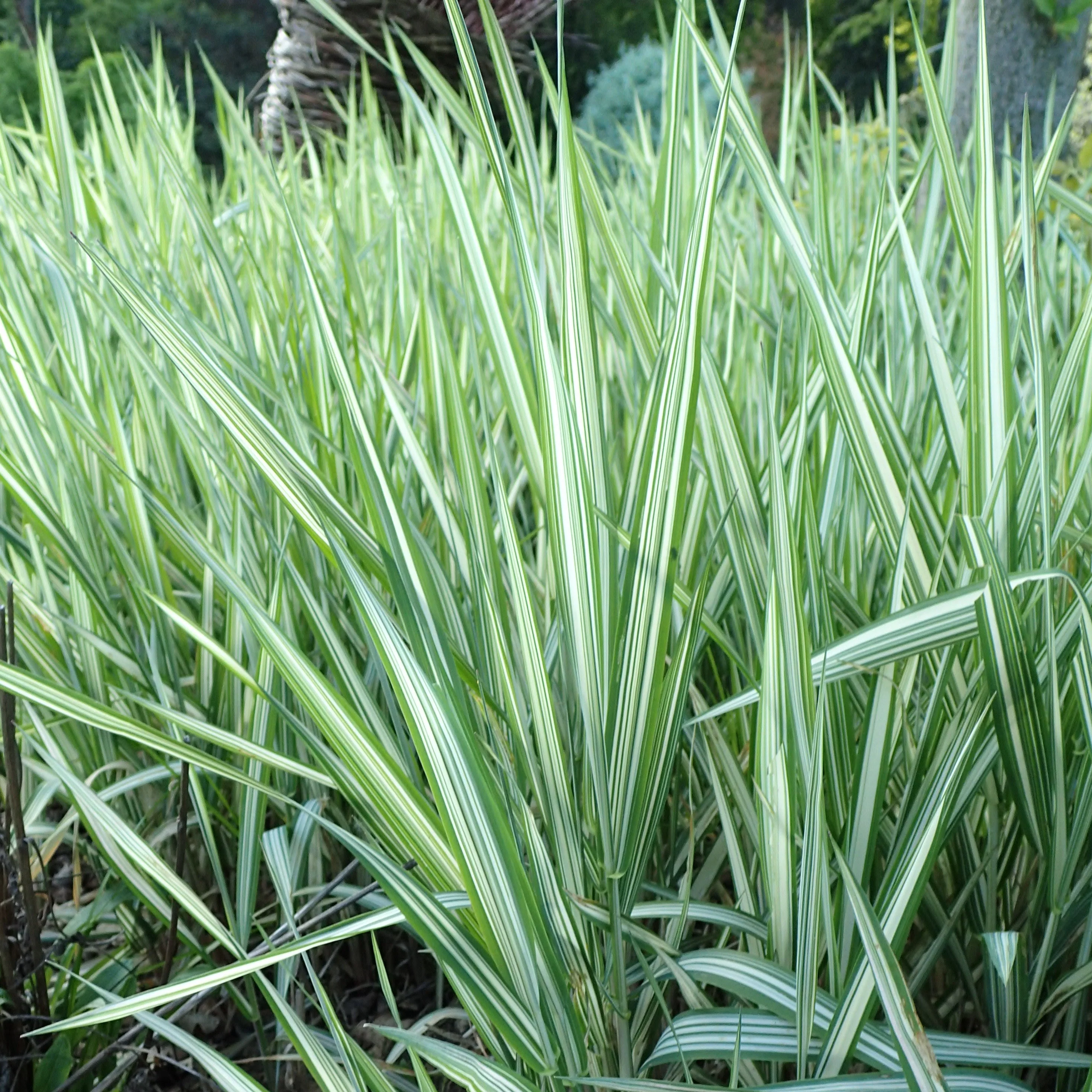 Phalaris arund. Picta  18 cm aquatic basket - Image 3
