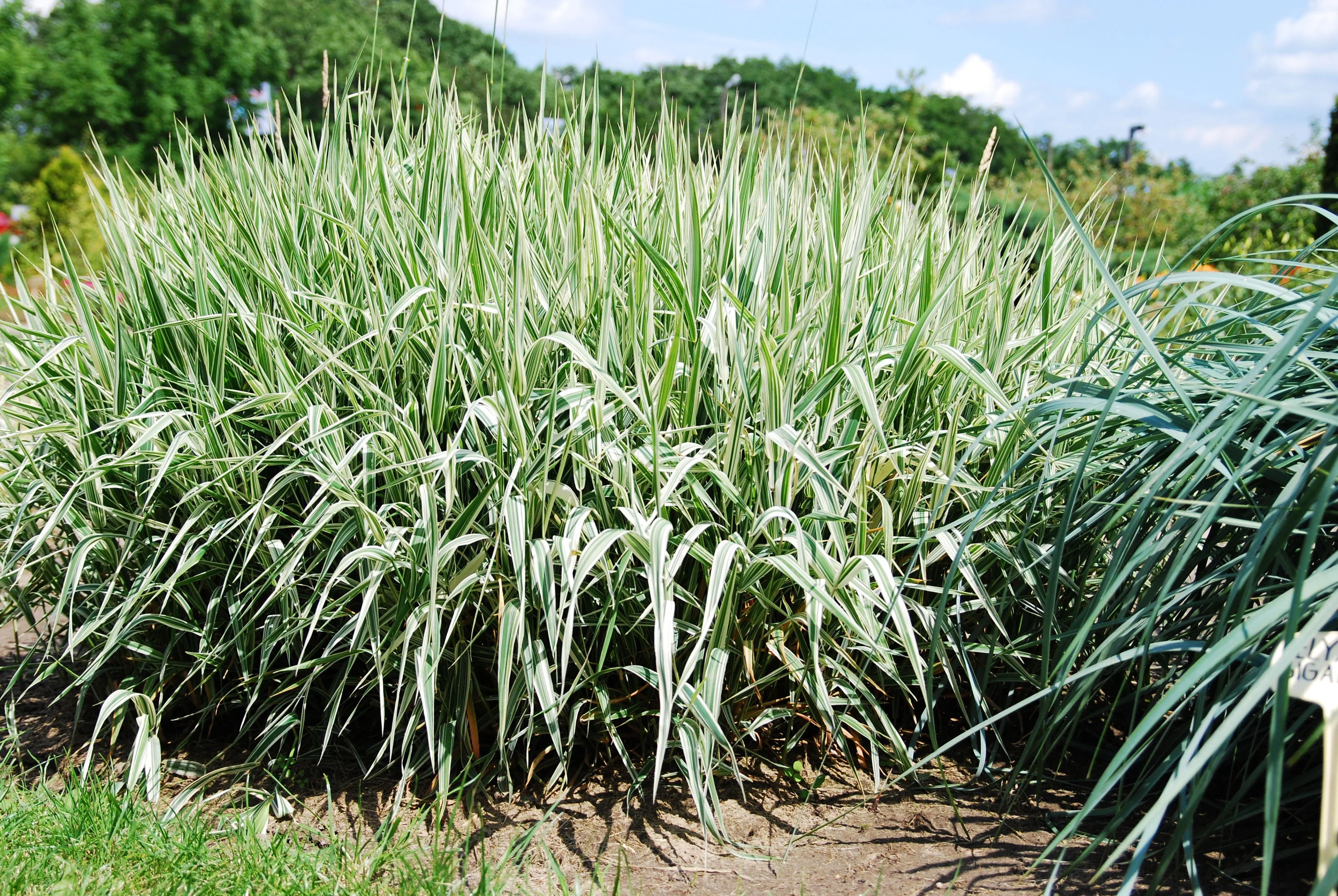 Phalaris arund. Picta  18 cm aquatic basket - Image 4