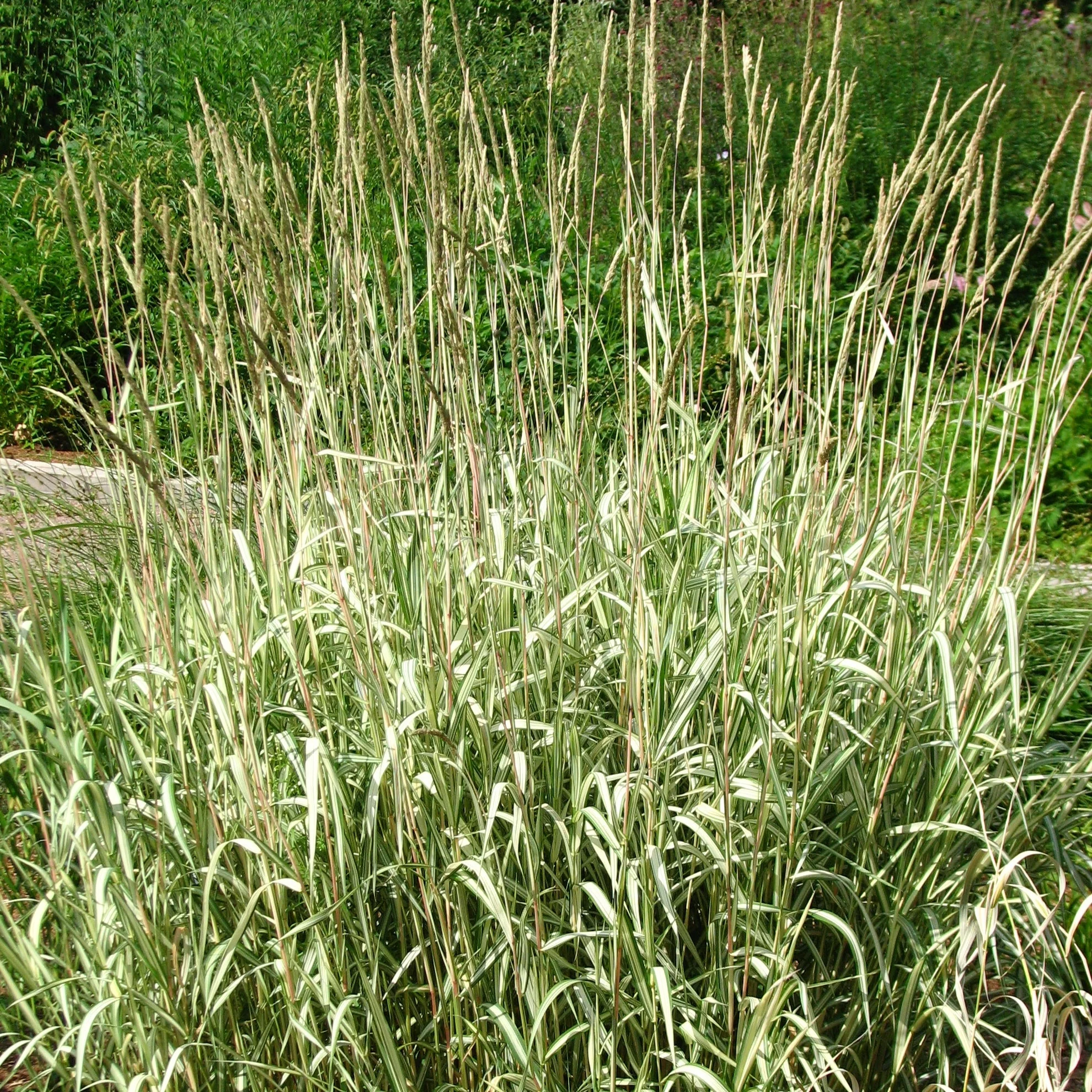 Phalaris arund. Picta  P9