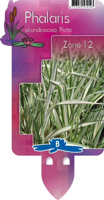 Phalaris arund. Picta  P9 - Image 2