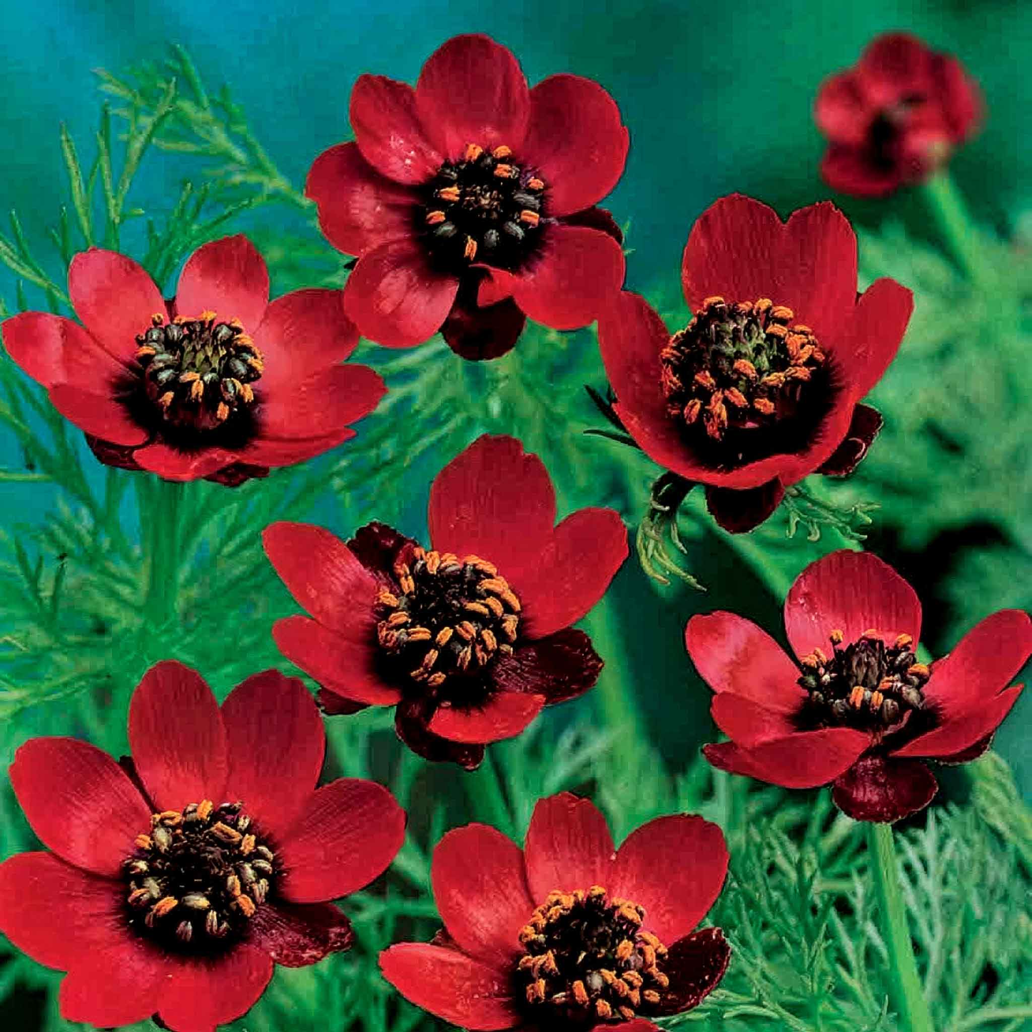 Pheasant s Eye Scarlet Chalice - Image 3