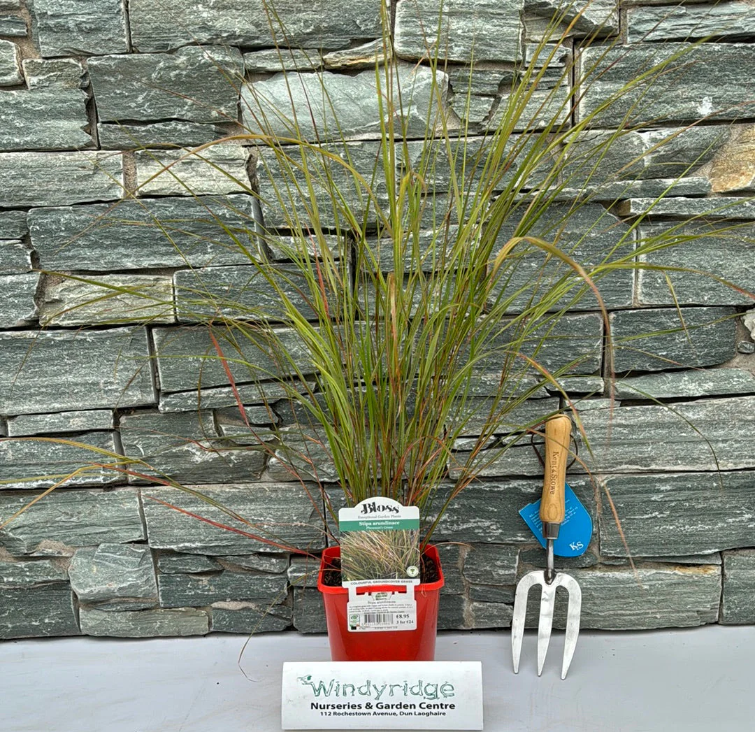 Stipa arundinacea