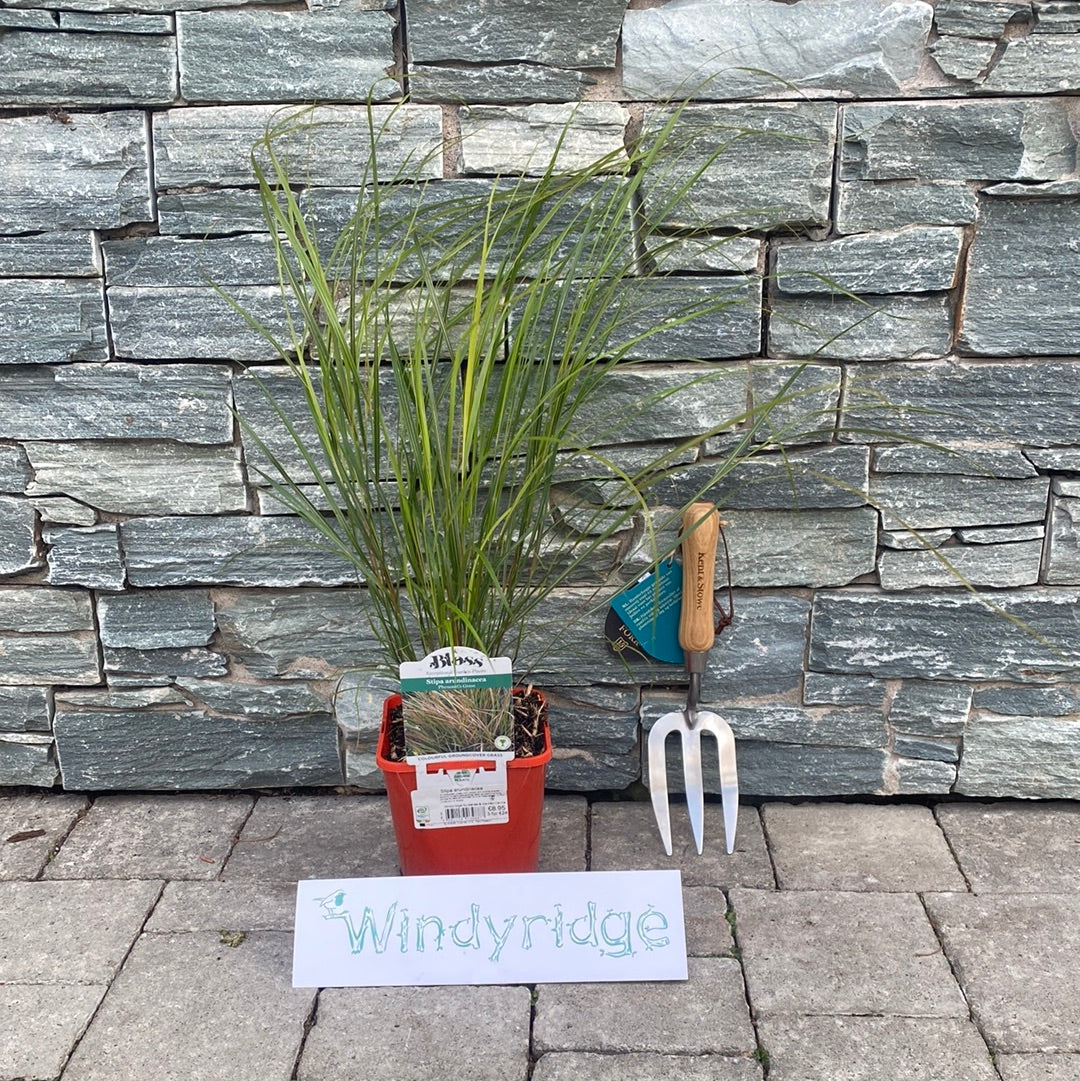 Stipa arundinacea - Image 2