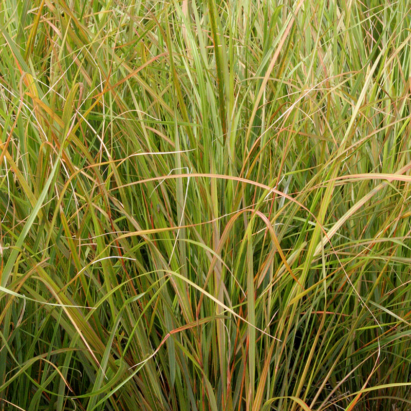 Stipa arundinacea - Image 4