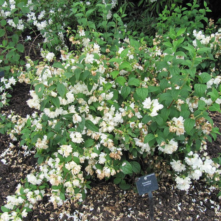 Philadelphus Snowbelle - Image 4