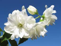Philadelphus Snowbelle - Image 5