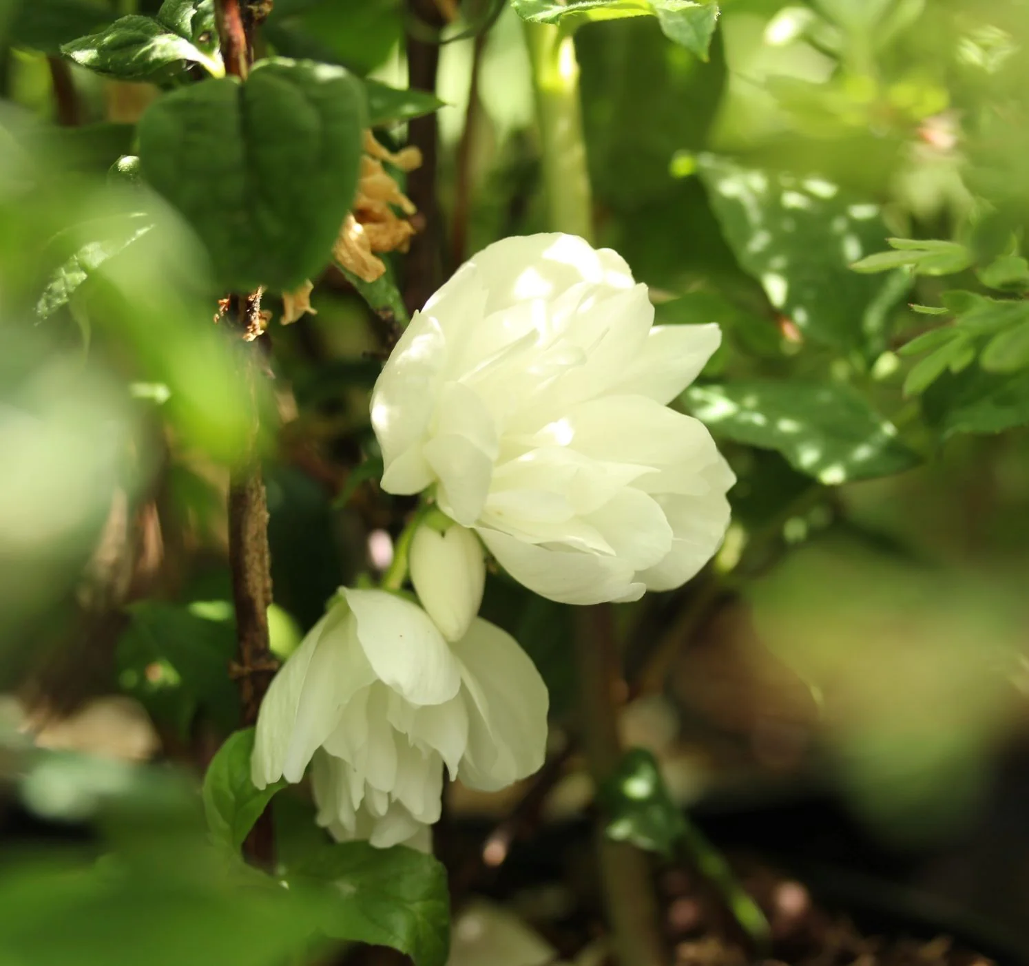 Philadelphus Snowbelle - Image 6