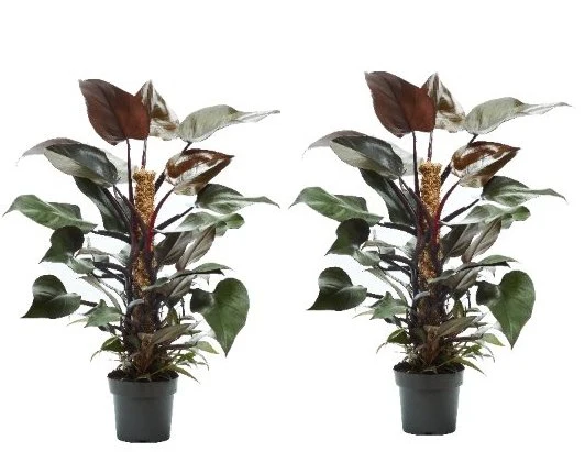 Philodendron New Red P17 + mosspole